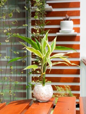 Comprar Bambú Hembra en Lima - Ideal para principiantes Bambú Hembra - Planta fácil de cuidar Lima | Para principiantes - ALMARIA