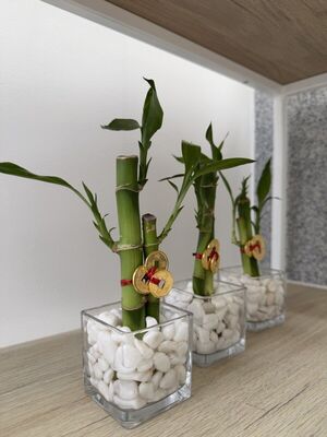 Comprar Bambú Macho en Lima - Ideal para principiantes Bambú Macho - Planta fácil de cuidar Lima | Para principiantes - ALMARIA