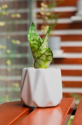 Sansevieria Lengua de Suegra