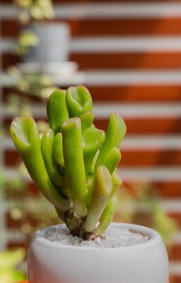 Comprar Suculenta Oreja de Shrek en Lima - Ideal para principiantes Suculenta Oreja de Shrek - Planta fácil de cuidar Lima | Para principiantes - ALMARIA