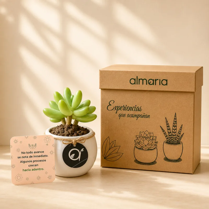 Regalo ALMARIA con suculenta, card beige y caja de intención