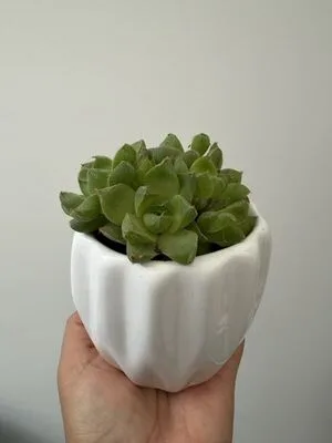 Haworthia Cristal