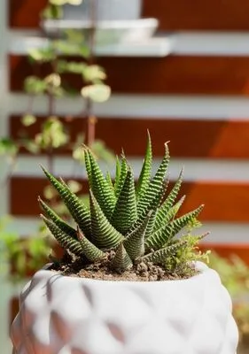 Haworthia Zebra