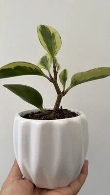 Peperomia variegada