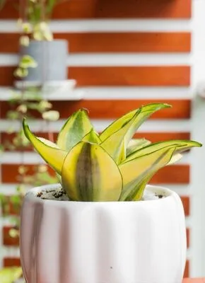 Sansevieria Golden